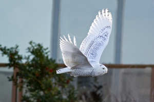 Snowy Owl